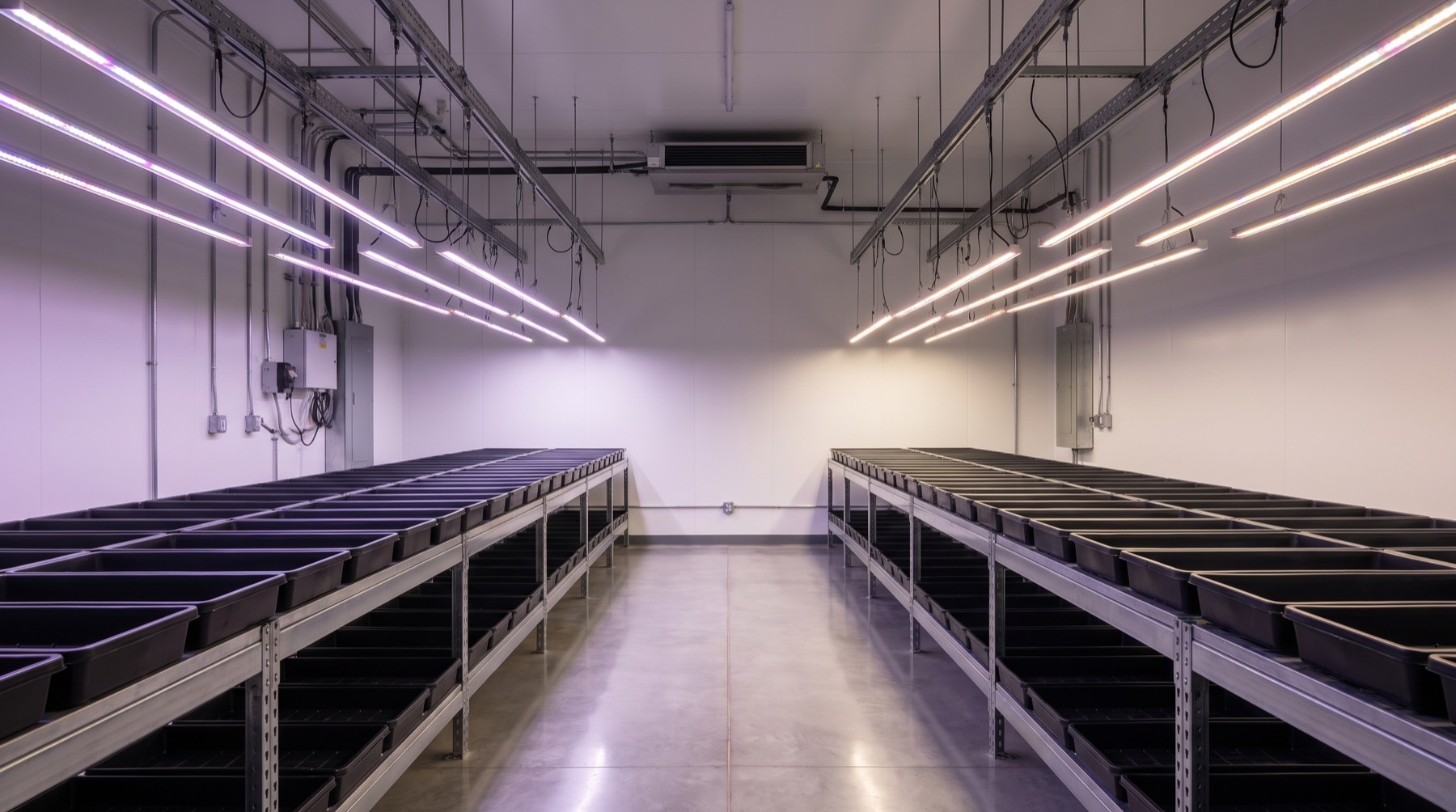 Une salle de culture en intérieur, des rampes de LED suspendues au-dessus de bacs vides sur des étagères métalliques